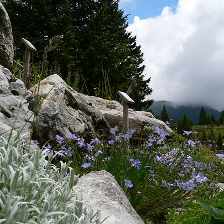 Il Giardino botanico alpino di Passo Coe