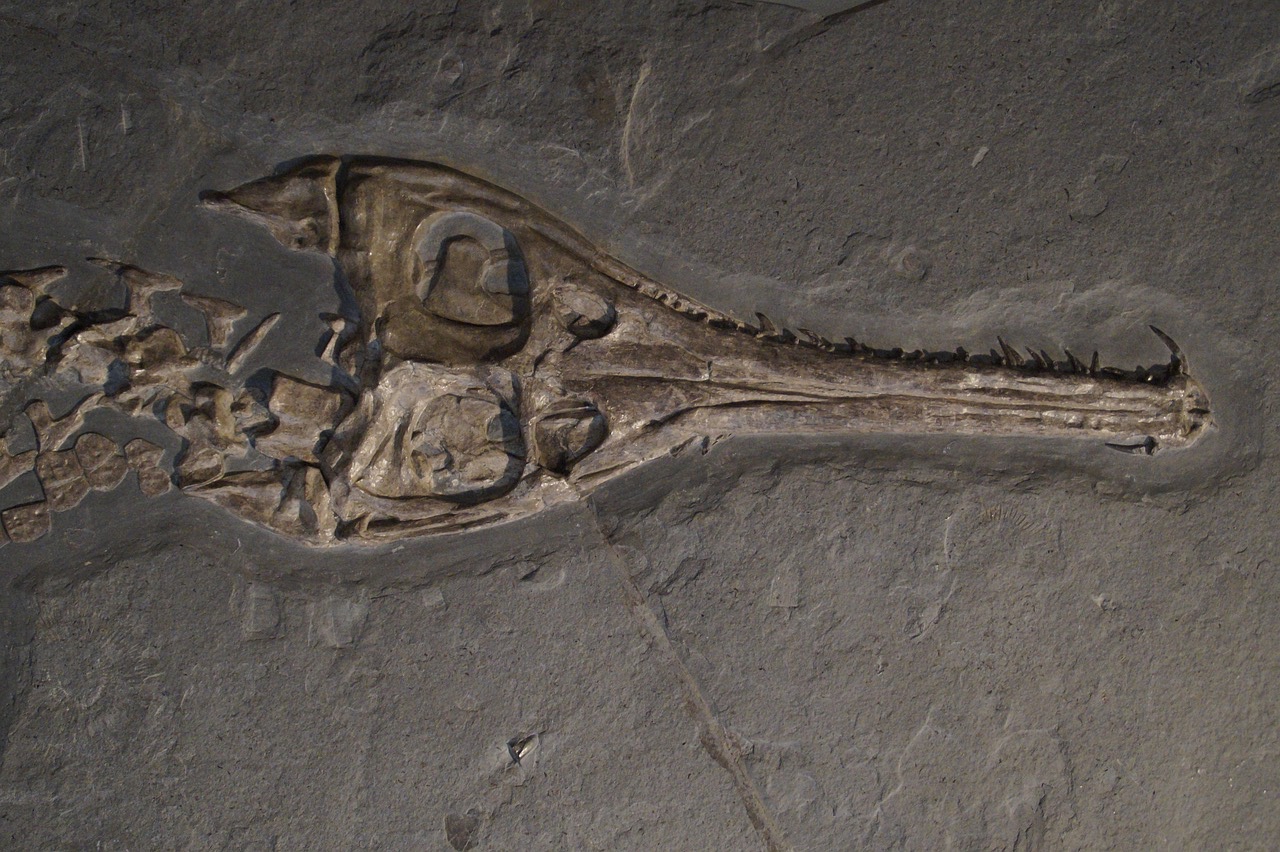 coccodrillo fossile 2