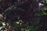 Allium ursinum