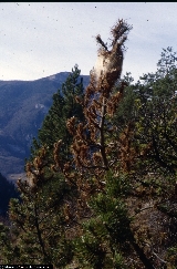 Pinus mugo