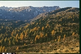 Pinus cembra Pinus cembra