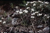 Cardamine resedifolia Cardamine resedifolia