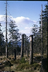 Picea abies