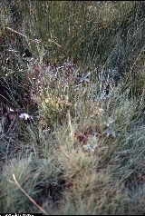 Agrostis canina, Potentilla palustris, Carex canescens