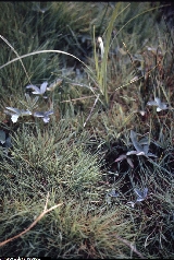 Agrostis canina