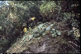 Aeonium canariensis