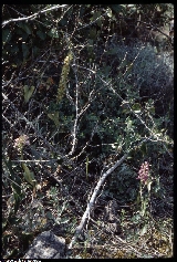 Aceras antropophorum