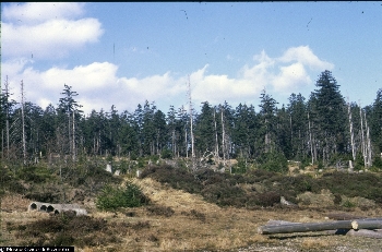 Bosco di Picea abies