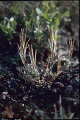 Cardamine resedifolia Cardamine resedifolia