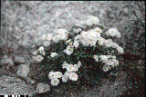 Cardamine resedifolia Cardamine resedifolia