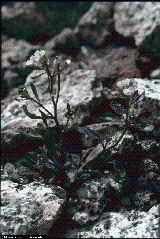 Cardamine resedifolia Cardamine resedifolia