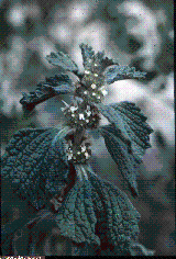 Brassica repanda subsp. baldensis Brassica repanda subsp. baldensis