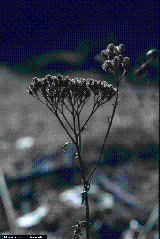 Achillea millefolium Aggreg.
