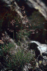 Agrostis alpina