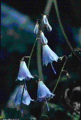 Adenophora liliifolia