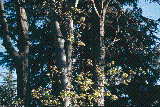 Acer obtusatum