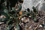 Brassica repanda subsp. baldensis