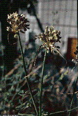 Allium paniculatum Aggreg.