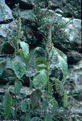 Amaranthus retroflexus