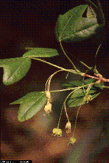 Acer monspessulanum