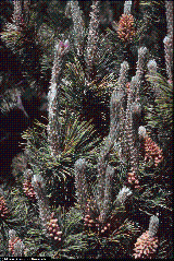 Pinus mugo