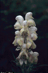 Aconitum anthora