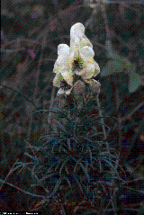 Aconitum anthora