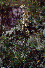 Aconitum lamarckii