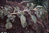 Amaranthus lividus