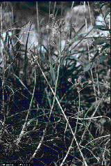 Allium paniculatum Aggreg.