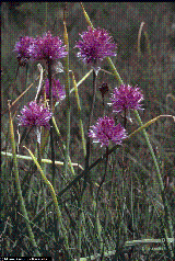 Allium schoenoprasum subsp. sibiricum