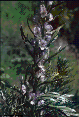Aconitum napellus subsp. neomontanum