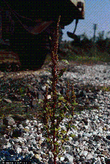 Amaranthus bouchonii
