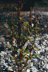 Amaranthus bouchonii