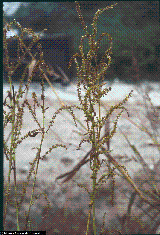 Amaranthus rudis