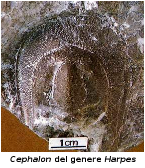 Trilobite -anatomia: Cephalon del genere Harpes
