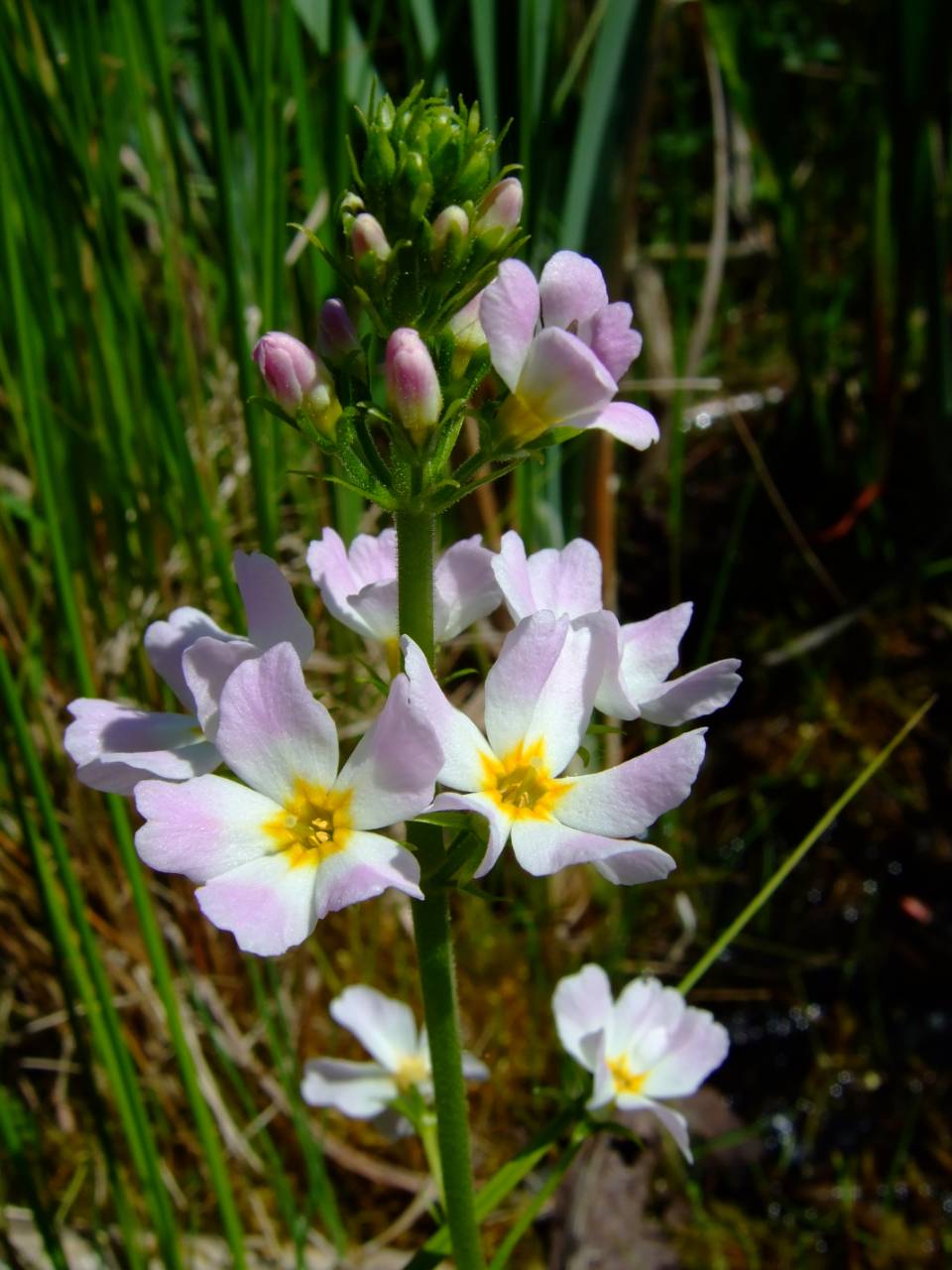La violetta d'acqua (Hottonia palustris)