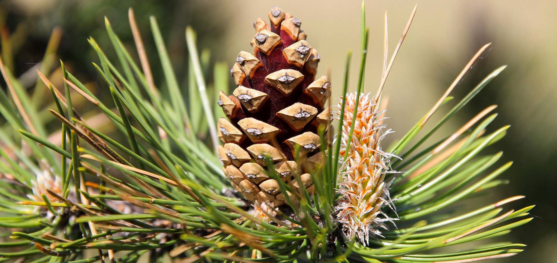 Pannello 8 - foto 1 | Strobilo (pigna) di pino nero (Pinus nigra), foto Luciano Maffei © FMCR