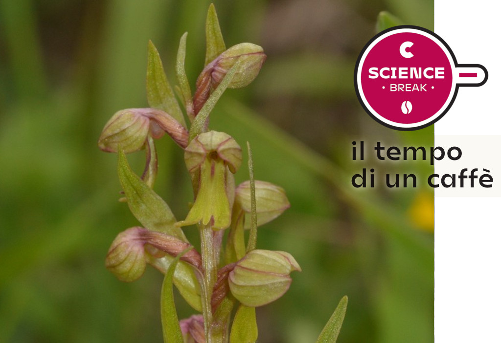 Scoperta dai botanici del museo l'orchidea spontanea più alta d'Europa