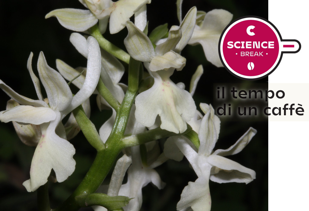La flora del Monte Baldo stupisce ancora: scoperta una rara orchidea mediterranea