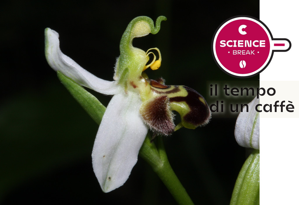 Le orchidee del genere Ophrys: la storia di un inganno perfetto