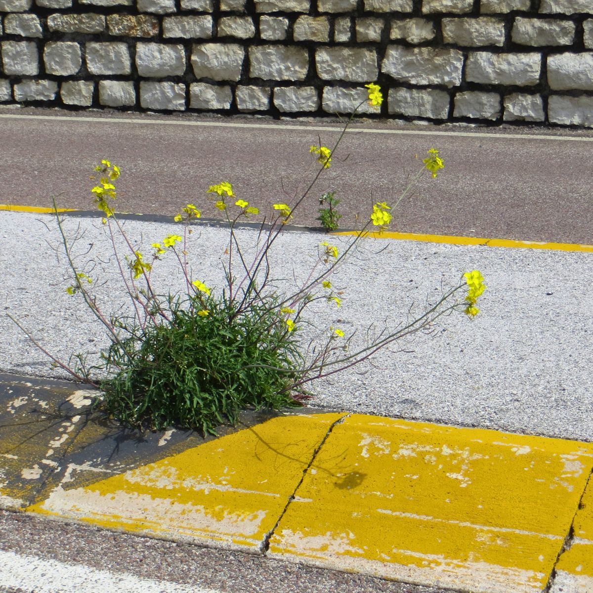 Floristi per passione