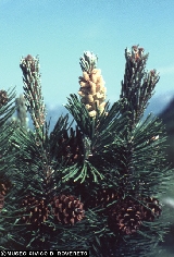 Pinus mugo 