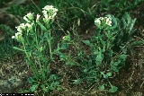 Cardamine resedifolia