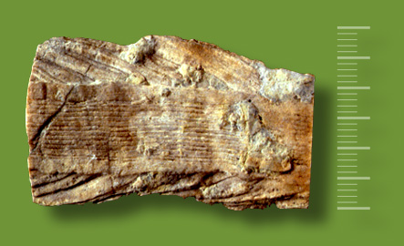 SCIENZE - Fossili - Bivalve