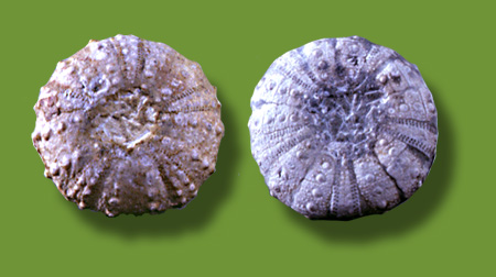 SCIENZE - Fossili - Echinidi
