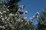 BAM0030_08.jpg - Amelanchier ovalis ssp. ovalis 