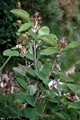 BAM0030_15.jpg - Amelanchier ovalis ssp. ovalis 