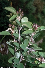 BAM0030_16.jpg - Amelanchier ovalis ssp. ovalis 