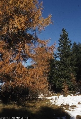 Larix decidua 